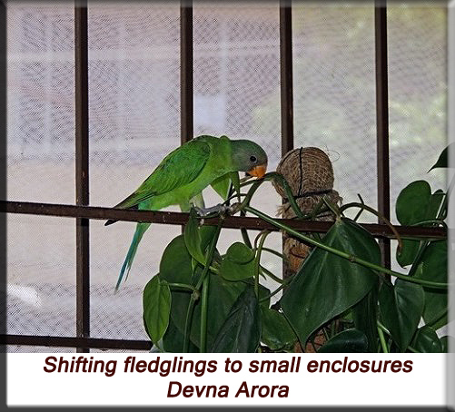 Devna Arora - Shift to a small enclosure upon fledging